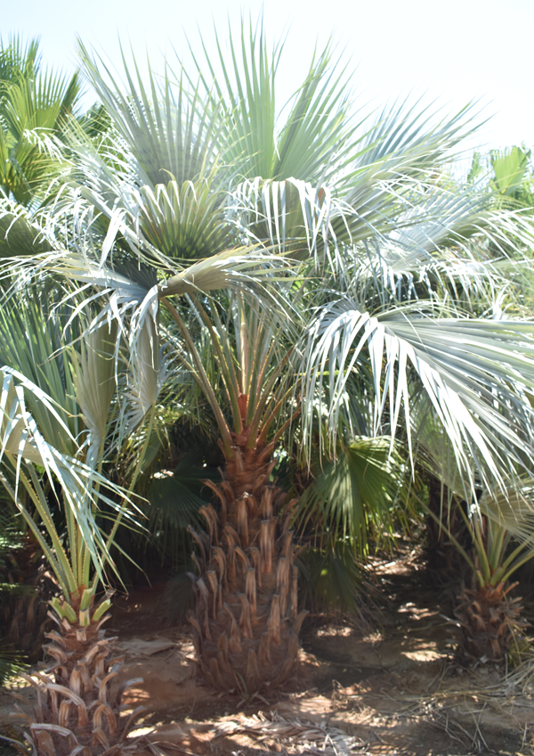 Mexican Blue Fan Palm In The Tropical Plants Department At