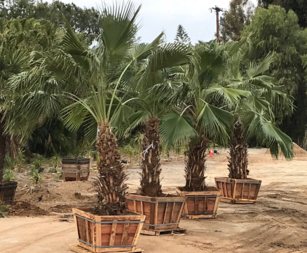 Guadalupe Palm