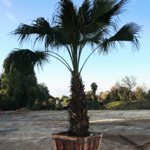 Guadalupe Palm - Image 2