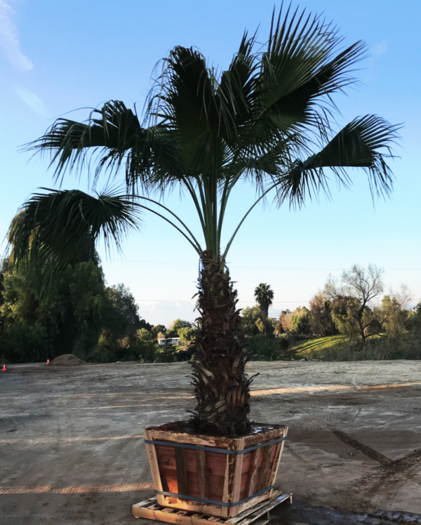 Guadalupe Palm - Image 2