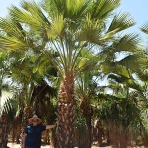 Guadalupe Palm - Image 3