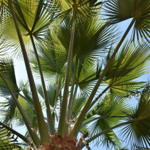 Guadalupe Palm - Image 4