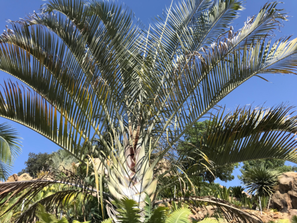 Triangle Palm