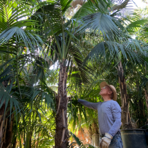 Kentia Palm - Image 2
