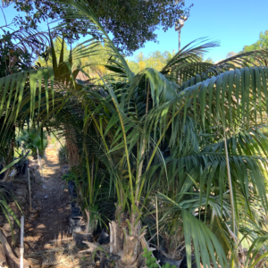 Kentia Palm - Image 3