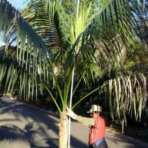 Kentia Palm - Image 4