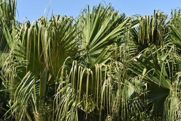 Chinese Fan Palm