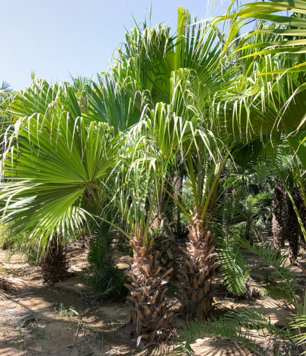 Chinese Fan Palm - Image 2