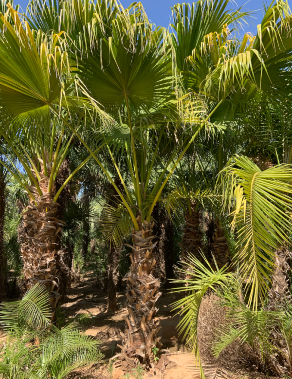 Chinese Fan Palm - Image 3