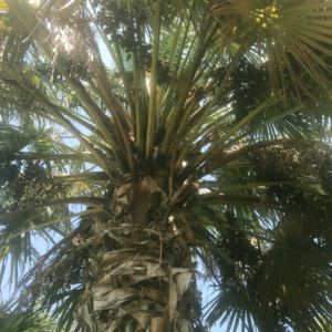 Taraw Palm - Image 2