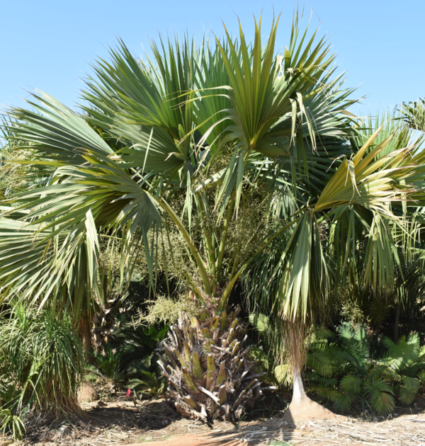 Puerto Rican Hat Palm