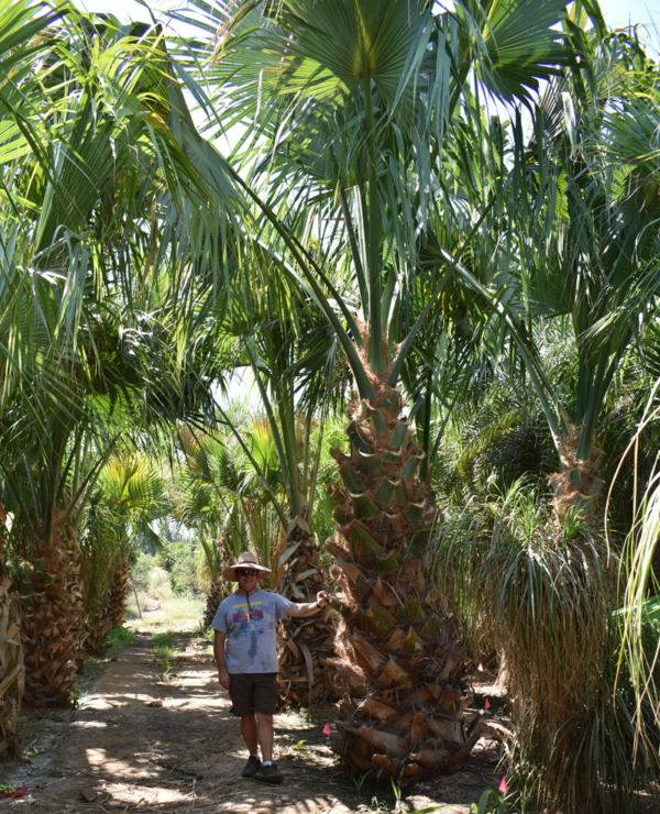 Puerto Rican Hat Palm - Image 2