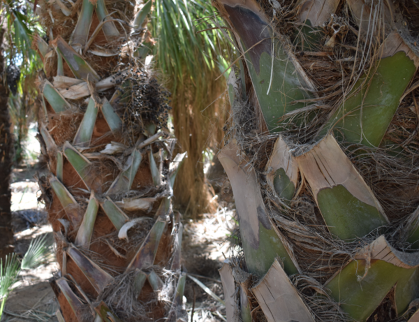 Texas Palmetto - Image 3