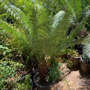 Madagascar Sago - Image 3