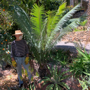 Madagascar Sago - Image 6