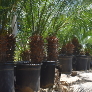 Madagascar Sago - Image 7