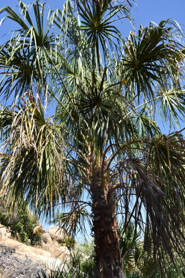 Ribbon Fan Palm - Image 2