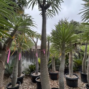 Madagascar Palm