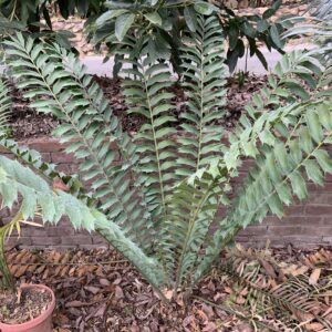 Encephalartos ferox